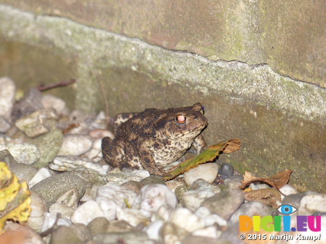 FZ019986 Common toad (Bufo bufo)